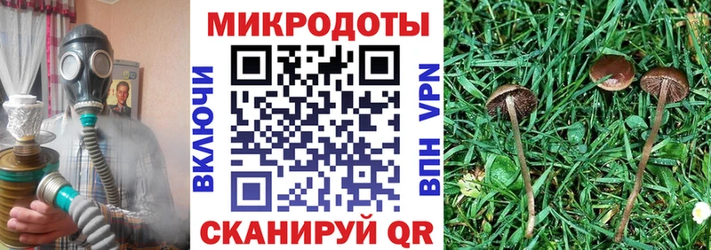 Псилоцибиновые грибы Psilocybe Алушта
